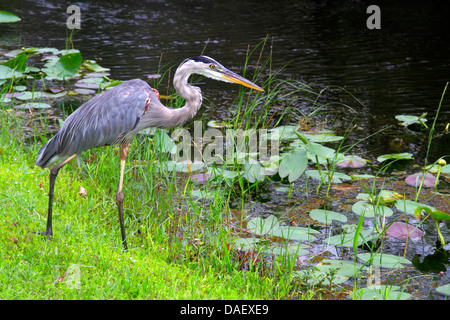 Miami Florida,Everglades National Park,Shark Valley Visitors Center,centre,Bike Tram Trail,great blue heron,FL130601045 Stock Photo