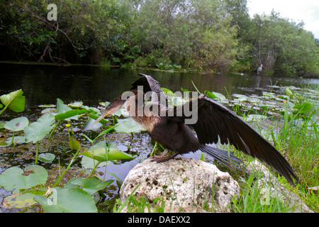 Miami Florida,Everglades National Park,Shark Valley Visitors Center,centre,Bike Tram Trail,anhinga,bird,drying wings,spreading,FL130601049 Stock Photo