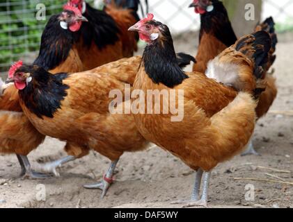 (dpa file) - A file picture dated 30 May 2002 shows hens of the breed 'Vorwerk' standing at a poultry farm near Schwerin, Germany. According to a survey of a statistics agency, hens in Mecklenburg-Western Pomerania layed 485 million eggs in 2009: nine eggs per hen more than in the year before. Photo: Jens Buettner Stock Photo