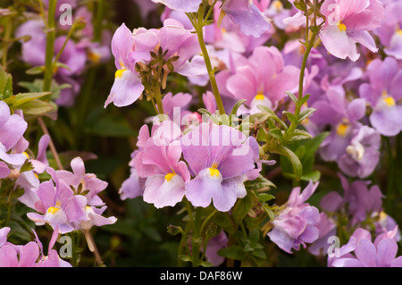 Summer Uk Bedding Plants Violet and White Nemesia Stock Photo