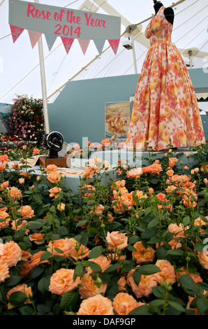 Rose of the Year 2014, Lady Marmalade (Harkness Roses) forms part of a vintage display at RHS Hampton Court Palace Flower Show Stock Photo