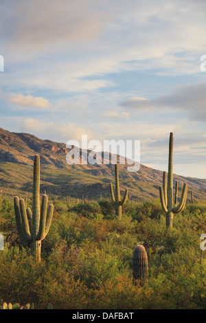 Saguaro cactus and Sonoran Desert landscape in Arizona Stock Photo - Alamy