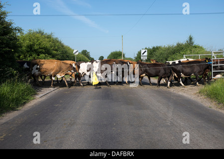 Cattle Crossing Country Road Stock Photo