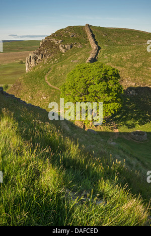 Sycamore Gap near Milecastle 39, between Steel Rigg and Housesteads, on Hadrian's Wall, Northumberland National Park, England Stock Photo