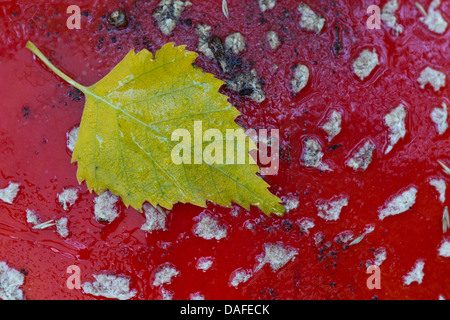 Birch leaf on top of cap of fly agaric / fly amanita (Amanita Stock Photo: 102671239 - Alamy
