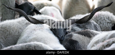 (dpa file) A file picture dated 02 June 2008 of racka sheep near Klein Salitz, Germany. Photo: Jens Buettner Stock Photo