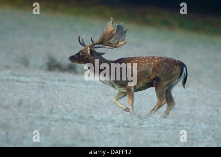 fallow deer (Dama dama, Cervus dama), stag running in a meadow, Germany Stock Photo