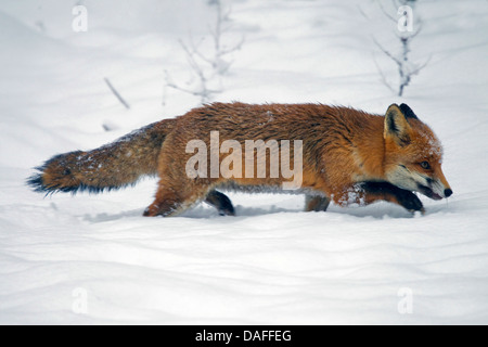 red fox (Vulpes vulpes), running a straight line in winter, Germany Stock Photo