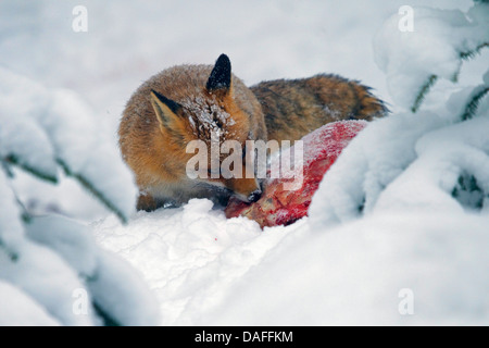 red fox (Vulpes vulpes), in the snow with pray, Germany Stock Photo