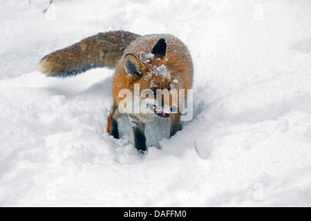 red fox (Vulpes vulpes), in the snow with a piece of pray in the snout, Germany Stock Photo