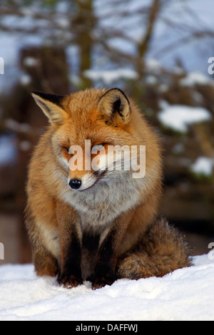 red fox (Vulpes vulpes), sitting in the snow, Germany Stock Photo