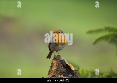 European robin (Erithacus rubecula), sitting on deadwood, Germany Stock Photo