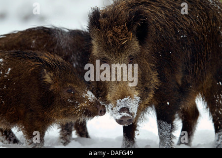 wild boar, pig, wild boar (Sus scrofa), wild sow and young wild boars standing together in the snow, Germany, North Rhine-Westphalia, Sauerland Stock Photo