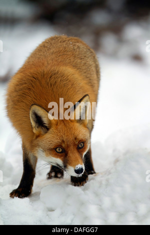 red fox (Vulpes vulpes), standing in snow, Germany, North Rhine-Westphalia Stock Photo