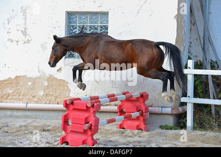 Arabian Thorougbred, Pure-bred Arab horse (Equus przewalskii f. caballus), Polish Arabian Thorougbred jumping over a hurdle, Germany, Bavaria Stock Photo