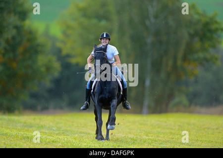 Friesian horse (Equus przewalskii f. caballus), and young girl gallopping in a meadow, Germany, Bavaria Stock Photo