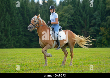 Haflinger horse (Equus przewalskii f. caballus), teenage girl riding in a meadow, Germany, Bavaria Stock Photo