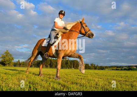 Haflinger horse (Equus przewalskii f. caballus), teenage girl riding in a meadow, Germany, Bavaria Stock Photo
