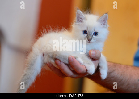 Sacred Cat of Birma, Birman (Felis silvestris f. catus), kitten on a hand, Germany Stock Photo