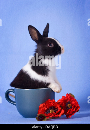 dwarf rabbit (Oryctolagus cuniculus f. domestica), young bunny in a cup, Germany Stock Photo