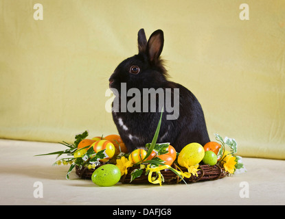 dwarf rabbit (Oryctolagus cuniculus f. domestica), black-haired cony sitting in an Eastern wreath with Easter eggs, Germany Stock Photo