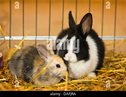dwarf rabbit (Oryctolagus cuniculus f. domestica), two young dwarf rabbits sitting in the straw, Germany Stock Photo