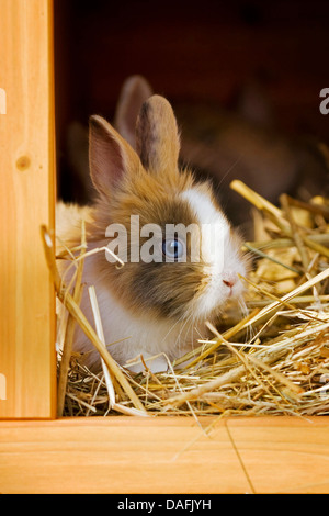 Lionhead rabbit (Oryctolagus cuniculus f. domestica), young spotted Lionhead rabbit sitting in the hutch , Germany Stock Photo