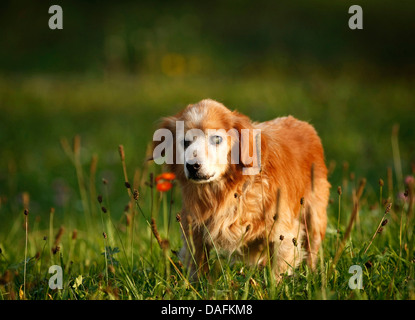 Long-haired Dachshund, Long-haired sausage dog, domestic dog (Canis lupus f. familiaris), 21 years old gone blind Dachshund standing in a meadow, Germany Stock Photo