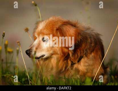 Long-haired Dachshund, Long-haired sausage dog, domestic dog (Canis lupus f. familiaris), 21 years old gone blind Dachshund standing in a meadow, Germany Stock Photo