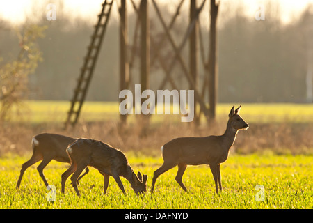 roe deer (Capreolus capreolus), group of does grazing in a sunny meadow in early spring, Germany, North Rhine-Westphalia, Langenberg Stock Photo