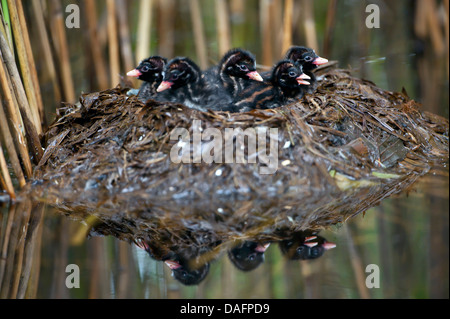 little grebe (Podiceps ruficollis, Tachybaptus ruficollis), five just hatched juveniles in the nest, Germany, North Rhine-Westphalia, Verl Stock Photo