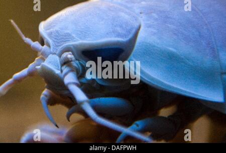 A deep water giant isopod (Bathynomus giganteus) swims in the aquarium in the zoo in Berlin, Germany, 09 December 2011. The zoo-aquarium received four of these animals from Japan. The species can be up to 45 cenitmeters long and weigh up to 1.7 kilograms. It lives in the Atlantic and Pacific Oceans. Photo: SEBASTIAN KAHNERT Stock Photo