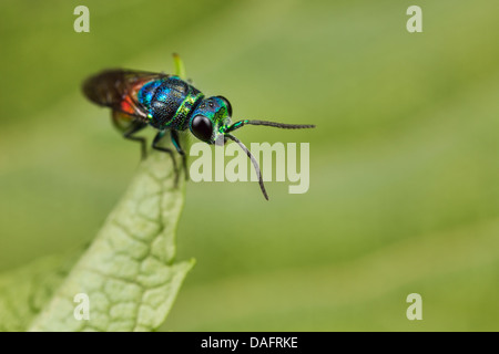 Ruby-tailed Chrysis wasp on a leaf Stock Photo