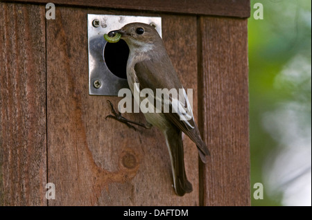 pied flycatcher (Ficedula hypoleuca), female at a nest box with food for the offspring in the bill, Germany, North Rhine-Westphalia Stock Photo