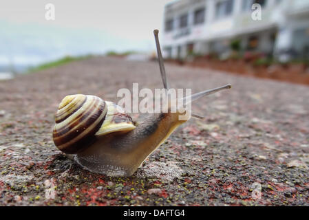 white-lipped snail, hortensis Stock Photo