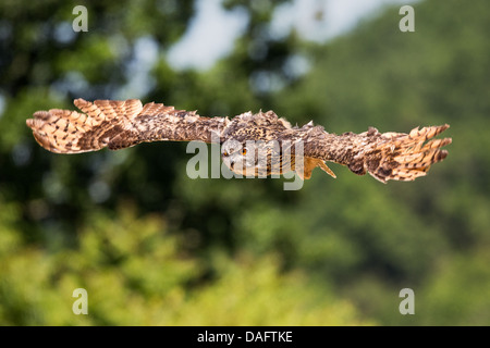 Eurasian Eagle-owl (Bubo bubo) flying through French countryside