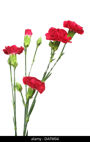 Red cloves flower isolated on white Stock Photo
