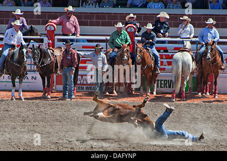 Steer wrestling at the Calgary Stampede; cowboy on the ground with steer flipped in the air and the other cowboys watch. Stock Photo