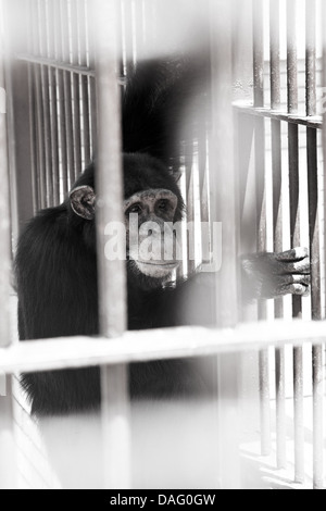 Sad chimpanzee looking through the bars at the ZOO. Stock Photo