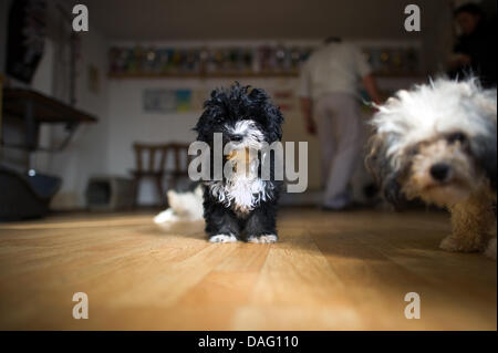 A puppy of the dogbreed Bolonka by breeder Burkhard Strohbach sits in the basement of his house in Sebnitz, Germany, 21 February 2011. The breeder wants to present the British royal crown-princely couple William and Kate with one of his dogs as a marriage gift. St. James Palace however does not want to accept the gift at that point in time. Photo: Arno Burgi Stock Photo