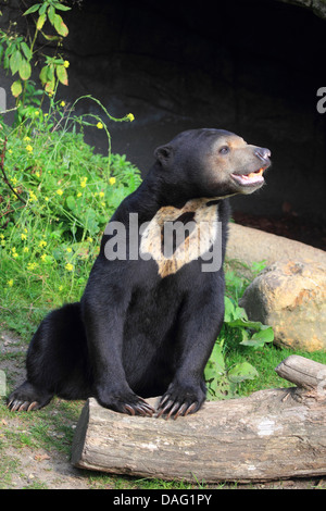 sun bear, Malayan sun bear (Ursus malayanus, Helarctos malayanus), leaning on a tree trunk Stock Photo