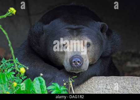 sun bear, Malayan sun bear (Ursus malayanus, Helarctos malayanus), portrait, leaning on a stone wall in an open-air enclosure Stock Photo