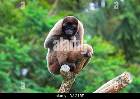Common woolly monkey, Humboldt's woolly monkey, Brown woolly monkey (Lagothrix lagotricha), sitting on a climbing tree in an open-air enclosure Stock Photo