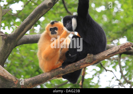 Northern white-cheeked gibbon (Hylobates concolor leucogenys, Hylobates leucogenys), couple sitting in a tree Stock Photo