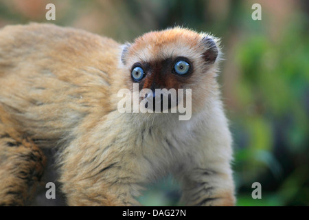 Sclater's Maki, Blue-eyed Lemur (Eulemur flavifrons, Eulemur macaco flavifrons, Lemur macaco flavifrons), closeup Stock Photo