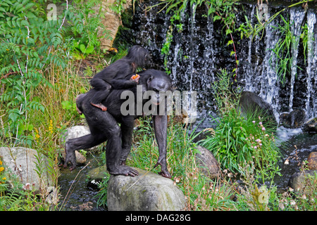 bonobo, pygmy chimpanzee (Pan paniscus), mother crossing a brook in a meadow with a juvenile on the back Stock Photo