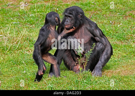 bonobo, pygmy chimpanzee (Pan paniscus), mother sitting in a meadow with a juvenile Stock Photo