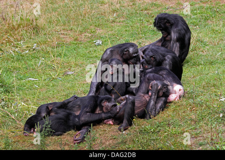 bonobo, pygmy chimpanzee (Pan paniscus), group sitting in a meadow mutually grooming Stock Photo