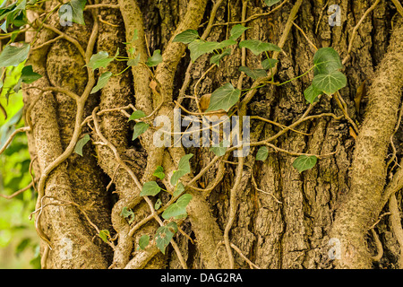 English ivy, common ivy (Hedera helix), thick stems at an oak trunk, Germany, North Rhine-Westphalia Stock Photo