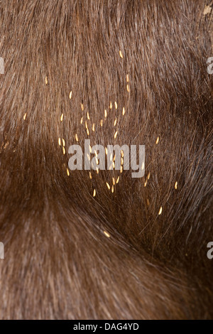 Gasterophilus, horse botfly Stock Photo - Alamy